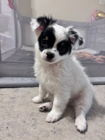AKC Long Coat Chihuahua Female   Charlie's Pups