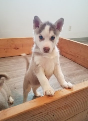 Siberian Husky puppy for sale + 56713
