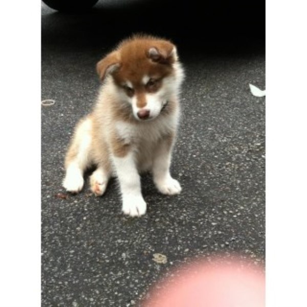 Giant Alaskan Malamute Puppies!