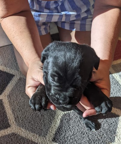 Cane Corso Baby blue boy