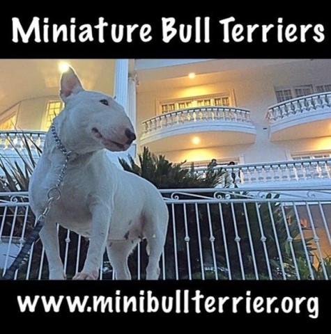 Bull Terrier puppy for sale + 63566