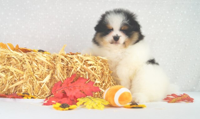 Pomeranian puppy for sale + 65178