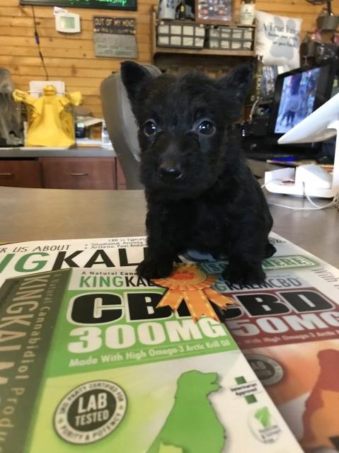 AKC Scottish Terrier puppies for sale