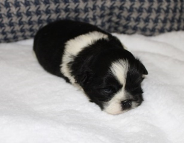 Shih Tzu puppy for sale + 61658