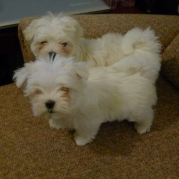 Maltese puppy for sale + 45510