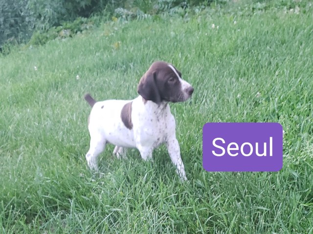 German Shorthaired Pointer puppy for sale + 63616