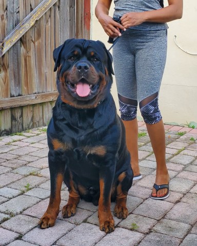 AKC Registered Rottweiler Puppies Deposit