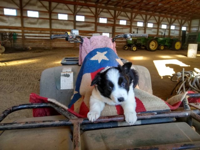 lovely and smart Border Collie puppies for sale in Fosston MN