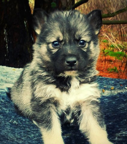 AKC Agouti Female Siberian Husky Puppy