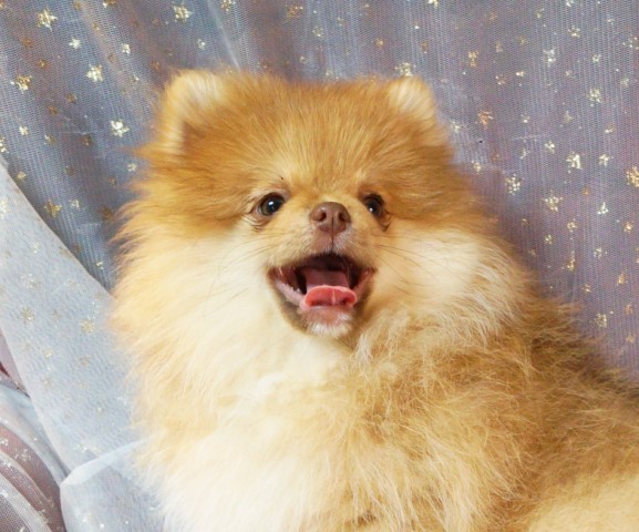 CKC Pomeranian - Liam; Male