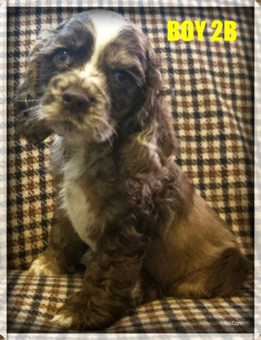 Male and female cocker spaniels 4 sale