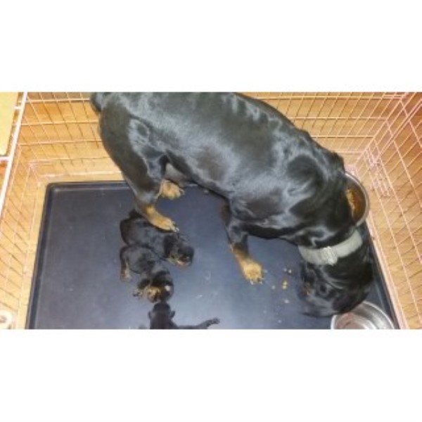 Rottweiler Puppies For Sale
