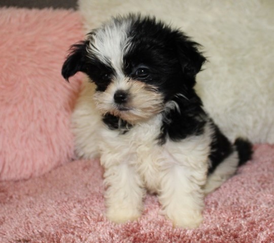 Mi Ki puppy for sale + 56572