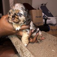 Cockapoo Males and Females Cockapoo for sale/adoption