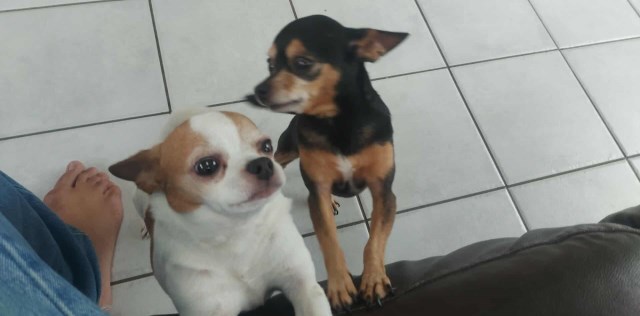 7 year old Chihuahua Siblings (Boy and Girl)