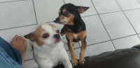 Chihuahua thumbnail
