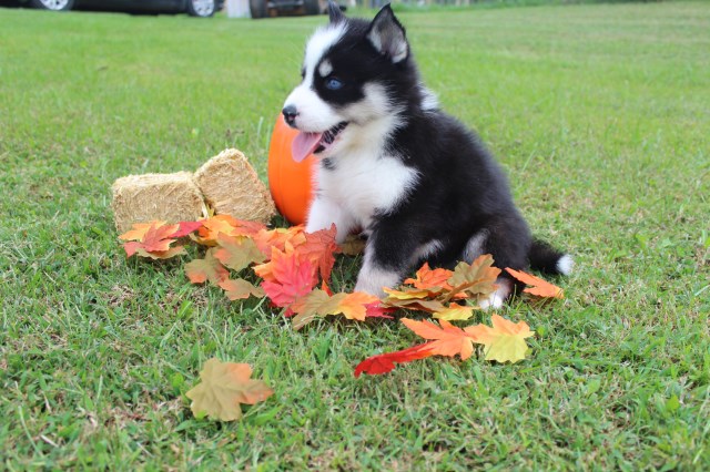 Siberian Husky puppy for sale + 50210