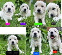 English Retriever Puppies Golden Retriever for sale/adoption
