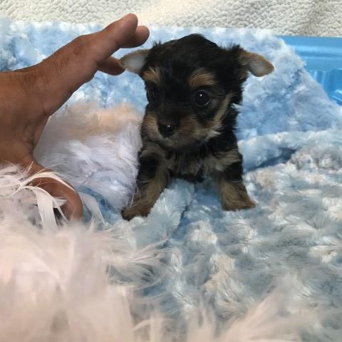 Yorkshire Terrier puppy for sale + 53563