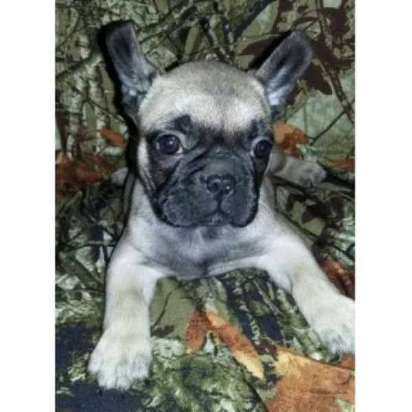 French Bulldog puppy dog for sale in Peoria, Illinois