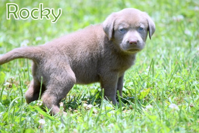 Labrador Retriever puppy for sale + 53039