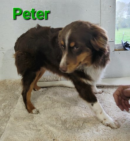 Australian Shepherds (Parents registered ASDR) born 4-23-23 Call 231 821 2603