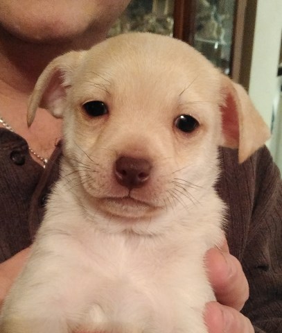 Shih Tzu puppy for sale + 59772