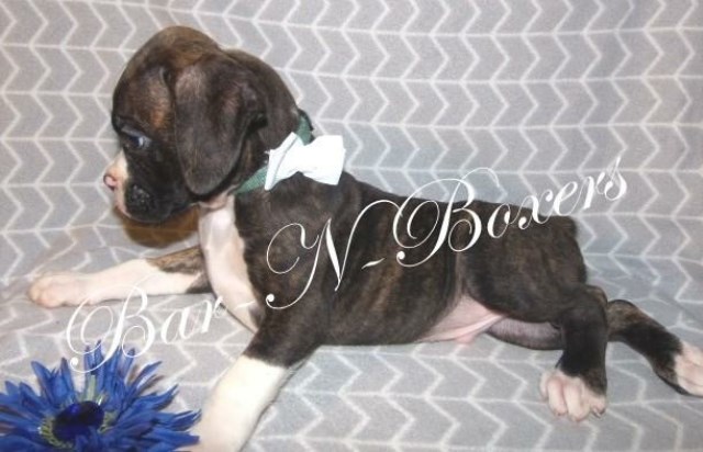Boxer puppy for sale + 49834