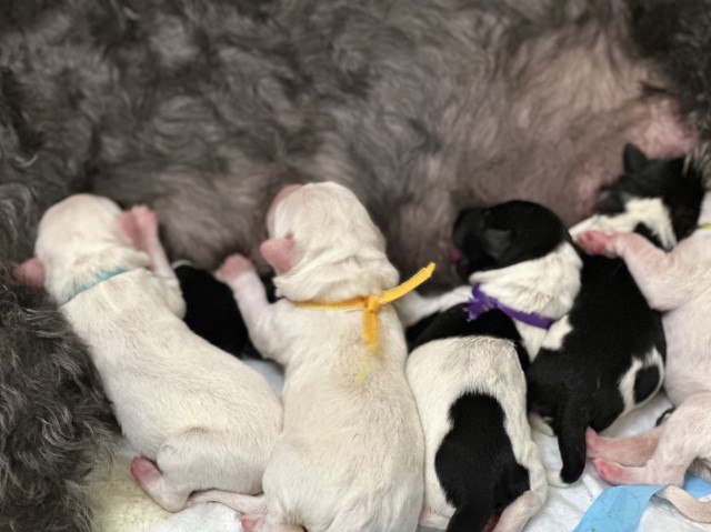 Labradoodle puppy for sale + 64959