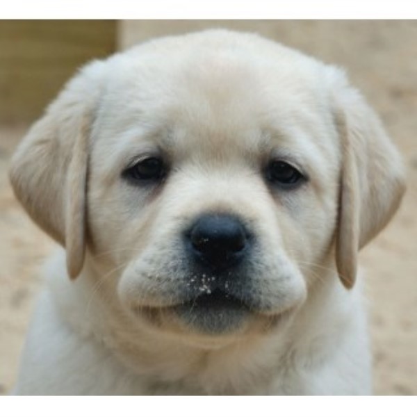 AKC English Labrador Puppies