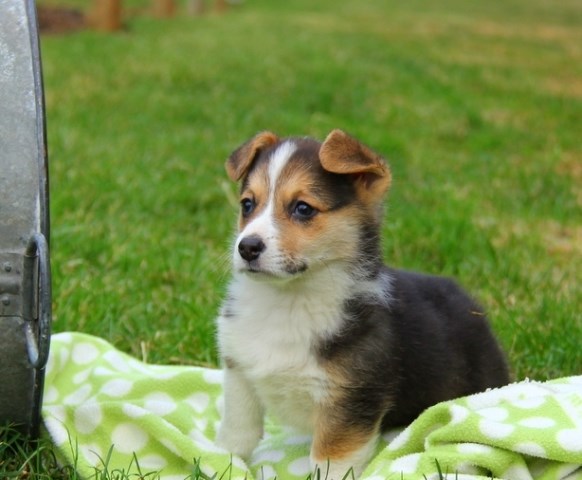 male and female corgi  puppies available
