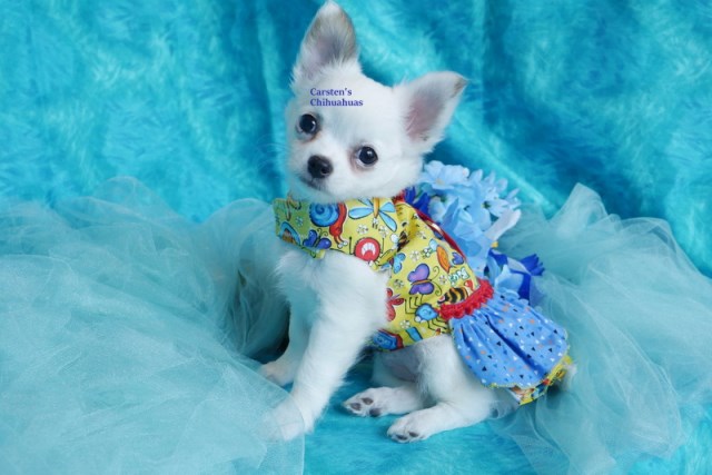 Chihuahua puppy for sale + 56129
