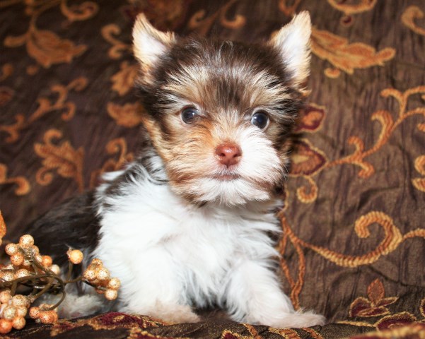 AKC Yorkie Puppies Available!