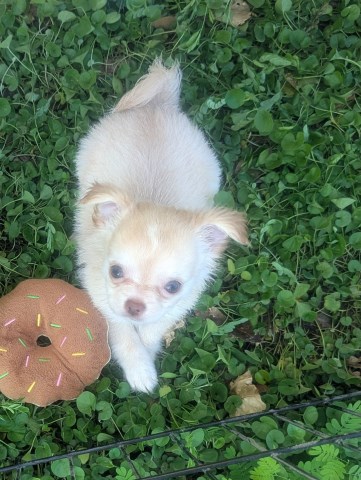 Chihuahua