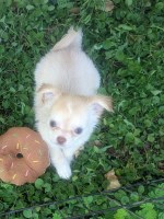 LC Apple Head Chihuahua  Female  Cherry   Videos Chihuahua for sale/adoption
