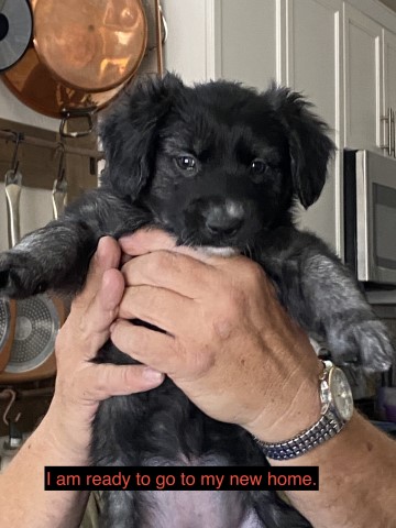 Golden retriever & Australian shepherd mix puppies