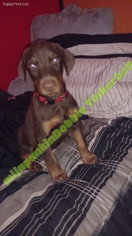 Doberman Pinscher puppy for sale + 60093