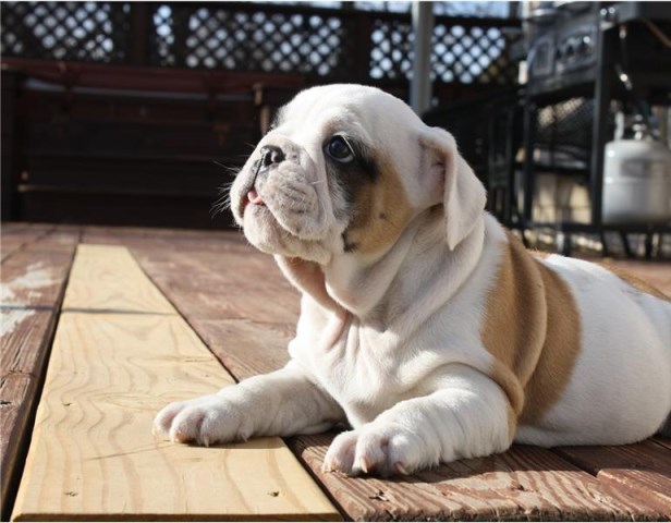 English Bulldog puppy for sale + 59616