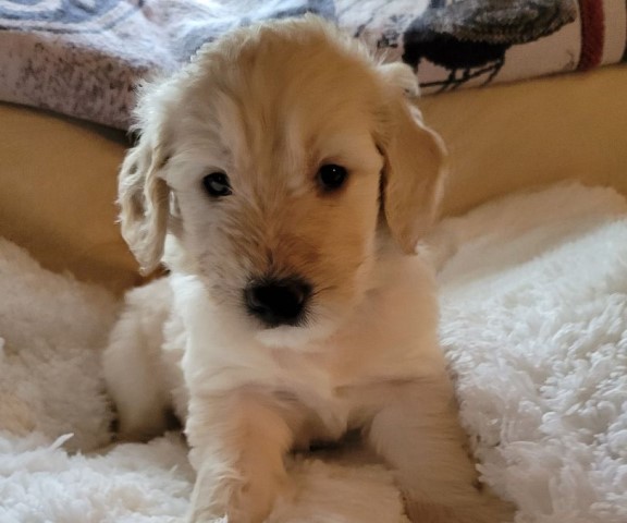 Goldendoodle puppy for sale + 64085