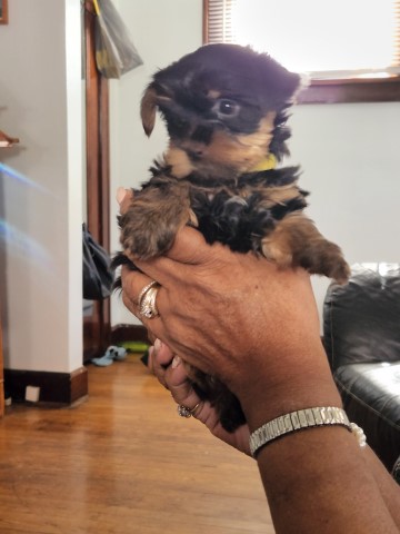 Yorkshire Terrier puppy for sale + 63359