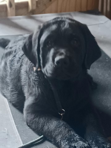 Labrador Retriever puppy for sale + 65648