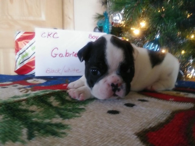 FRENCH BULLDOG PUPPIES READY FOR CHRISTMAS