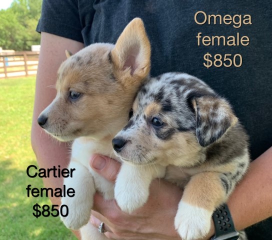 Pembroke Welsh Corgi puppy for sale + 63693