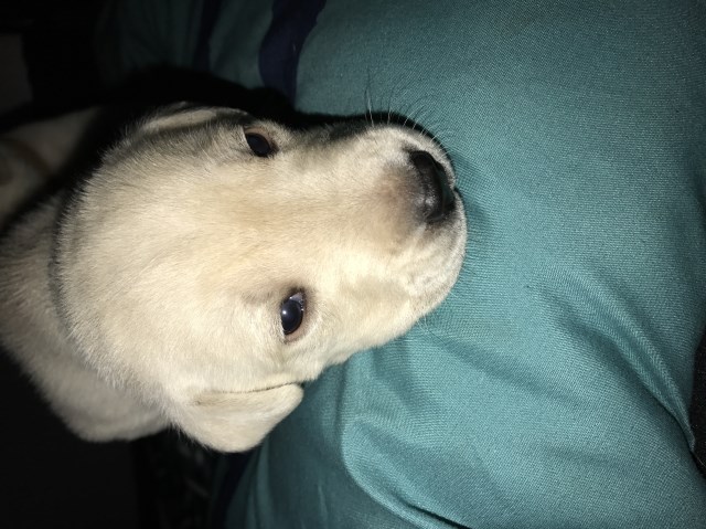 Labrador Retriever puppy for sale + 51239