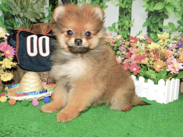 Pomeranian puppy for sale + 66380