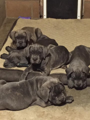 Cane Corso puppy for sale + 48258