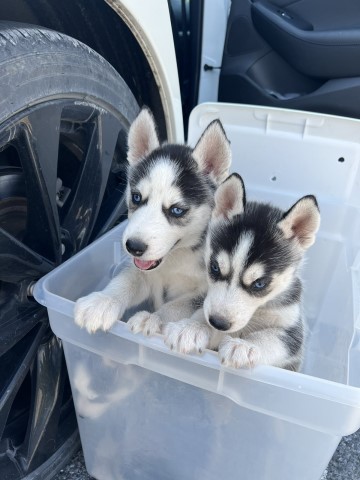 Siberian Husky Litter of Puppies for sale