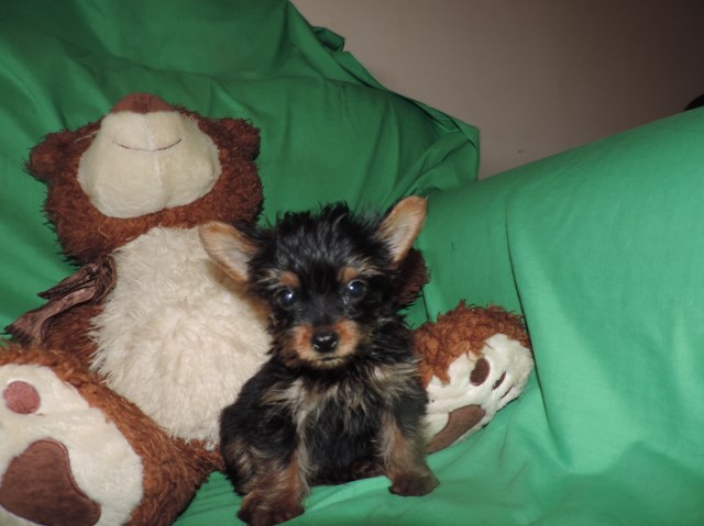 Yorkshire Terrier puppy for sale + 52470
