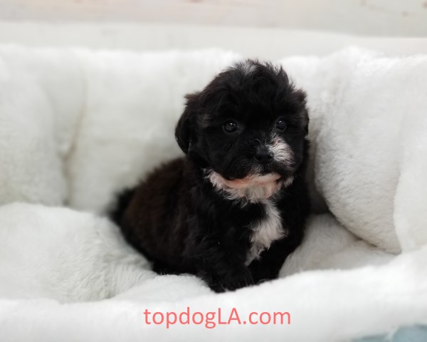 Shih Poo puppy for sale + 54072