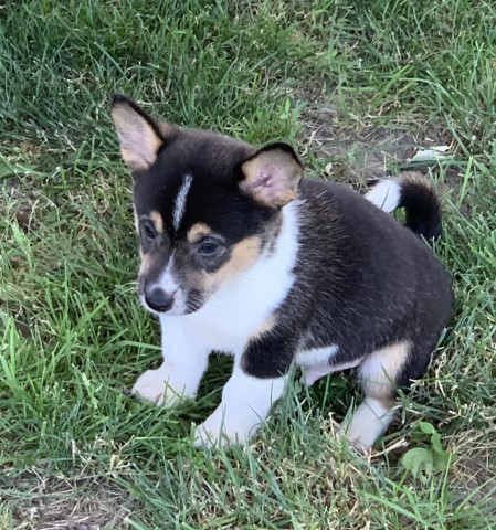 Corgi - Shiba Inu puppies